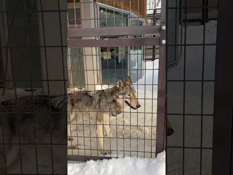 冬の円山動物園⑩#仲良し夫婦#北海道札幌市#円山動物園#アニマル動画#ZOO#shorts