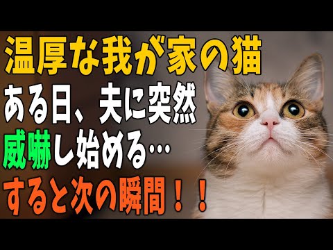 【猫の不思議な話】うちの猫は家族が帰ってきたときに、甘えたり避けたり態度が違う。ある日、帰ってきた夫に突然、威嚇をはじめると…次の瞬間！！【朗読】【猫】【感動】