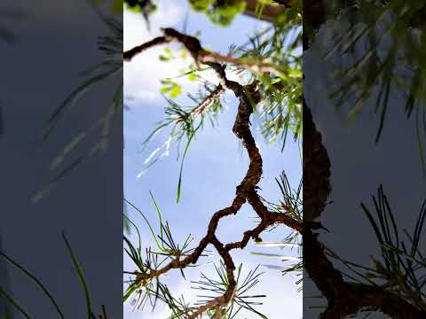 Red pine bud cutting  shorts