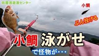 【海上釣堀】怪物狙うために小鯛ぶん投げて泳がせてみた　（仮屋湾遊漁センター）