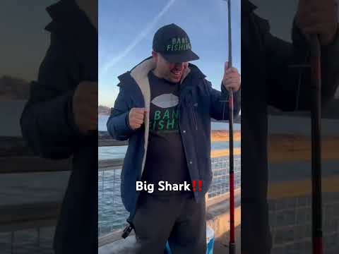 Big shark First cast‼️ #fishing #bayarea #california #richmond #shark #bait #bankfishing #shorts