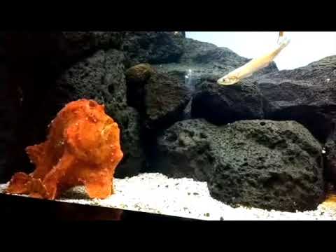 FrogFish Predation 1 Example