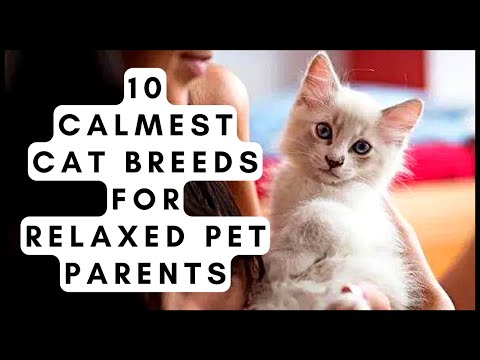 10 Calmest Cat Breeds for Relaxed Pet Parents