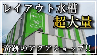 レイアウト水槽が超大量‼絶対に感動する奇跡のアクアショップ‼『AQUA Shop U-HA』　aquarium　アクアリウム　熱帯植物　熱帯魚　水草　流木　メダカ