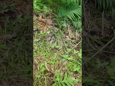 Checking an Ostrich Fern Location