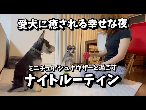 【ミニチュアシュナウザー】平日ナイトルーティン！仕事終わりの癒しタイム♪