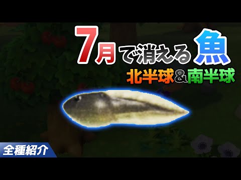 【あつ森】7月で消える魚を全て紹介！魚影や出現時間・条件・値段・釣り方のコツも徹底解説！オタマジャクシを効率よく釣る方法【あつまれどうぶつの森　7月魚図鑑コンプリート】