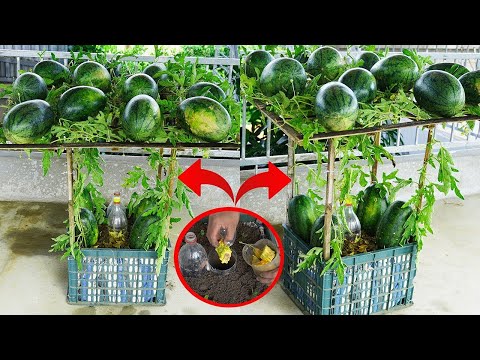 How to grow a GIANT watermelon in a pot for juicy results