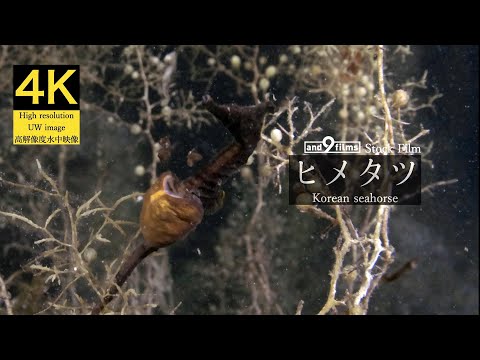 【4K 水中映像】ヒメタツの出産 / Korean seahorse / Hippocampus haema