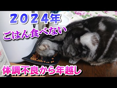 ２０２４年　猫がエサ食べない　年末年始体調不良（アメリカンショートヘア）