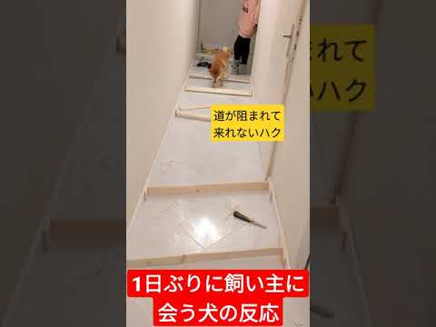 1日ぶりに飼い主に再会するけど道が阻まれて会いに行けない犬の反応#shorts