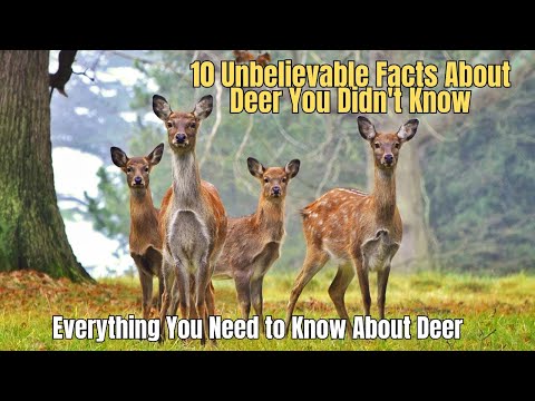 🦌10 Unbelievable Facts About Deer You Didn't Know 🤘 Information about Deer ✅