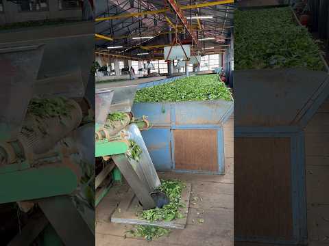 Tea Powder making Process #teafactory #ootyhillstation #tea #monsoon #nature