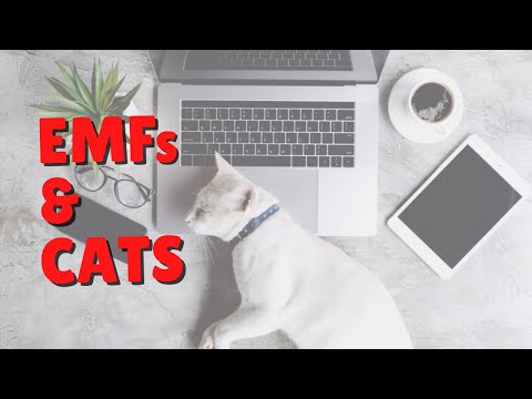 Electromagnetic Radiation & Cats | Two Crazy Cat Ladies #shorts