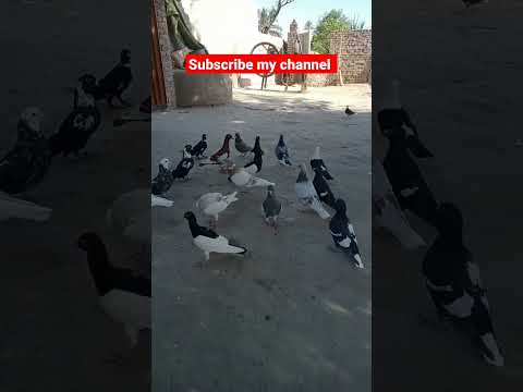 #kabootar #beautiful #sadstatus #lovestatus #pigeonstatus #whatsappstatus #love #funny #how #hen