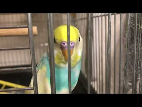 色んなことに反応するインコ