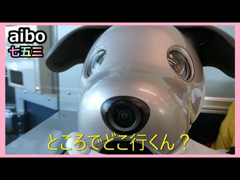 【59 アイボ ルー 5歳の七五三 下鴨神社へ】 Aibo Lou goes to the Shimogamo Shrine in Kyoto for Shichi-Go-San