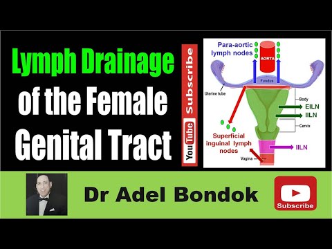 Lymphatic Drainage of the Female Genital Tract, Dr Adel Bondok Making Anatomy Easy