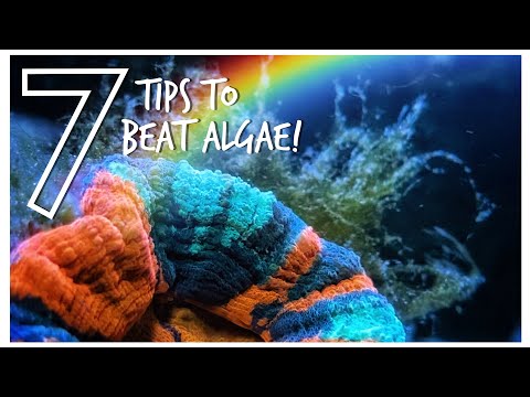 7 Tips to Beat Algae in a Reef Tank