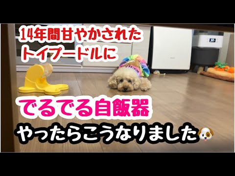 [Deru Deru Home Cooker] I tried it on a 14 year old toy poodle