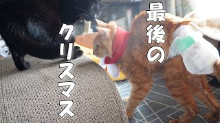 皆そろって過ごす最後のクリスマスはお転婆黒猫が大暴れでした【Merry Christmas】