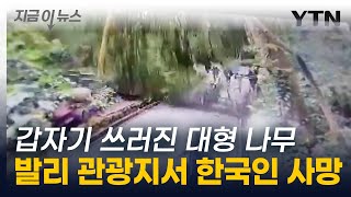 관광객들 덮친 대형 나무 ...발리 유명 관광지서 한국인 사망 [지금이뉴스] / YTN