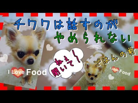 チワワは話すのがやめられない🎵ごはんの前🍚～Chihuahua can not stop talking 🐶Before her meal time🍖