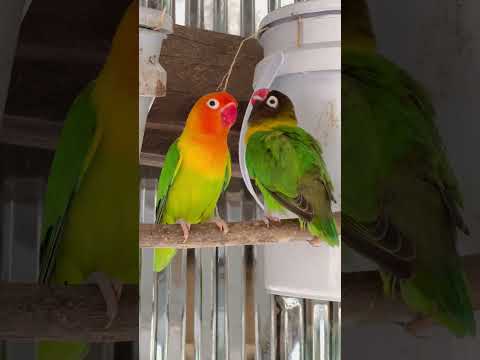 A little cute parrots 😍 ,smart lovebirds parrots #lovebird #birds #birdslover #cute