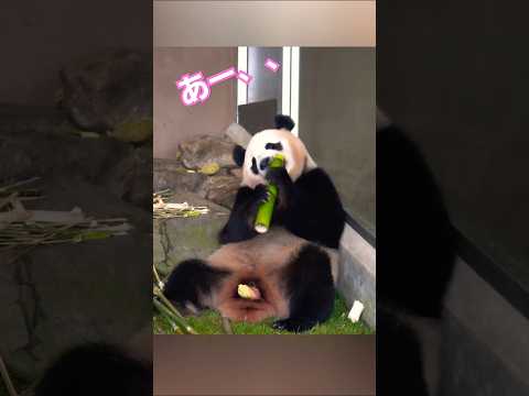 アッ 出ちゃった～ 楓浜の得意技 #shorts #panda #パンダ