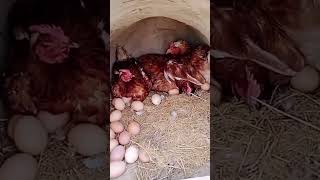 Chicken Lying Eggs in Free range