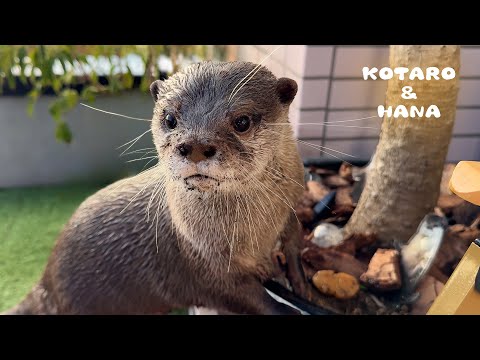 Enraged Otter Seeks VENGANCE for His Pool Being Taken Down