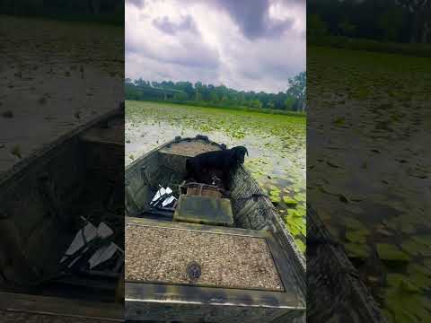 Oakley loves her boat rides. #duckboat #mudmotor #huntingdog #huntingboat #beavertail