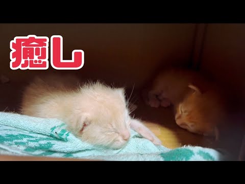 毎日のチェックと子猫の癒し効果