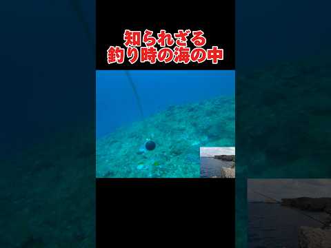 釣りの時の海の中が衝撃すぎた#釣り#沖縄#万座毛