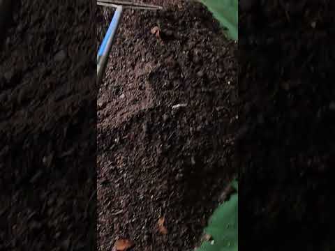 #raking #drying #vermicomposting #redwigglers #farming #vermicompost #wormcastings #wormfarming