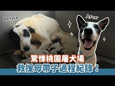 驚悚桃園屠犬場！救援狗媽媽與8隻小奶犬！｜頻道會員一起救援計畫