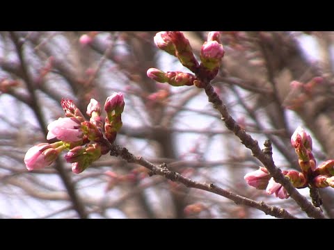 札幌円山公園桜開花情報2023/4/15