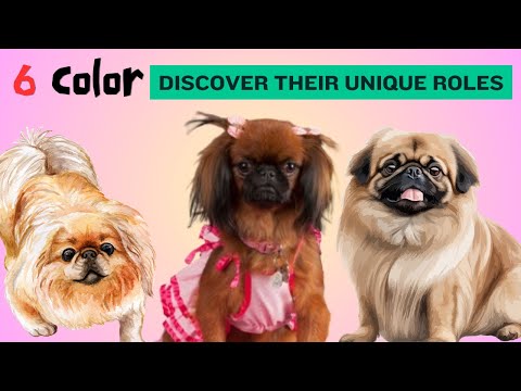 6 Types of Pekingese Colors & Their Roles