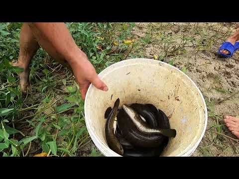 Caught 10 pounds of fish in water hyacinth