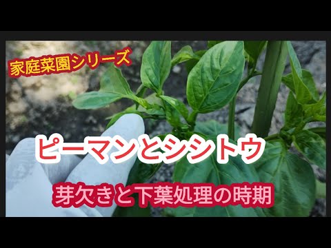 【ピーマンとシシトウ】下葉処理は成長に合わせて【家庭菜園シリーズ】