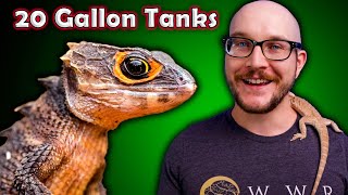 Top 5 Reptiles That Can Live in a 20 Gallon Enclosure FOREVER!