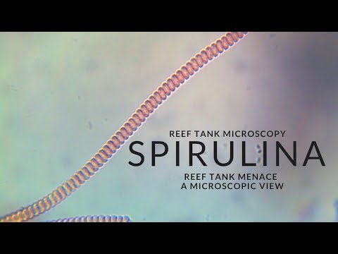 Reef Tank Microscopy - Spirulina