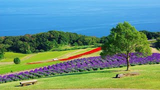 A complete guide to Awaji Island! From major and hidden tourist spots to gourmet foods and souvenirs