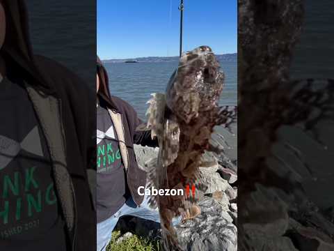 San Francisco Winter Cabezon‼️ #cabezon #fish #fishing #bayarea #california #bankfishing #shorts #sf