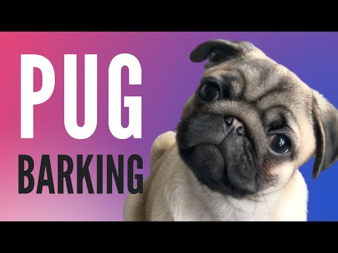 Pug Barking Sound FX (NEW!!!)