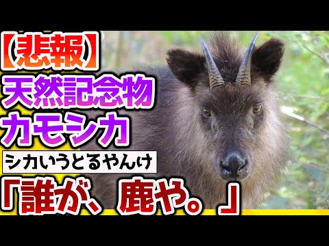 【2ch動物スレ】【悲報】ニホンカモシカさん、「誰が、鹿や。」→まさかのあの動物の仲間だったｗ【なんj】 #生き物 #2ch