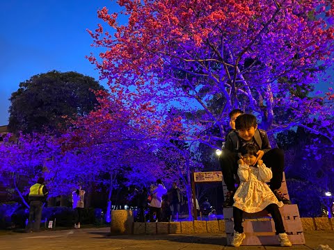 2020/2/28｜大北坑魯冰花｜中壢莒光公園賞夜櫻