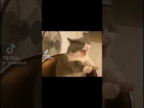 Credits to gaokennn on tiktok #notmine #catvideosshortsviral #youtubeshorts #funny #memes  #catmemes