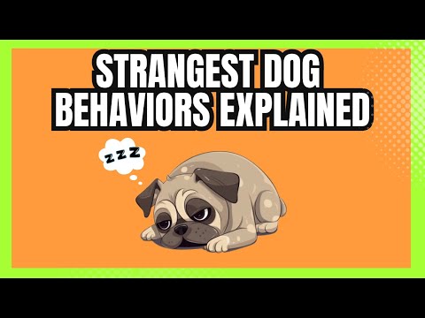 The Top 13 Most Odd Dog Behaviors Explained and What They Actually Mean | Their True Meaning