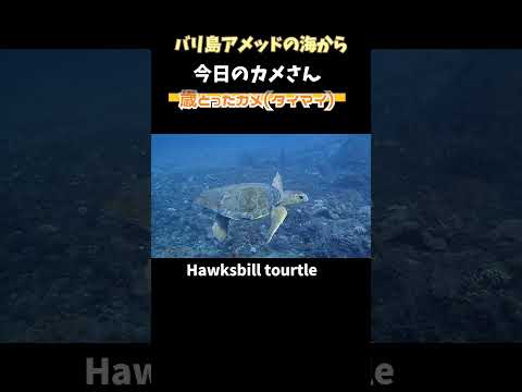 [年老いたカメ] 今まで見てきたカメ(タイマイ)の中で1番の年寄り Old tourtle #shorts